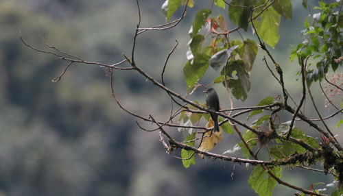 Dark Pewee